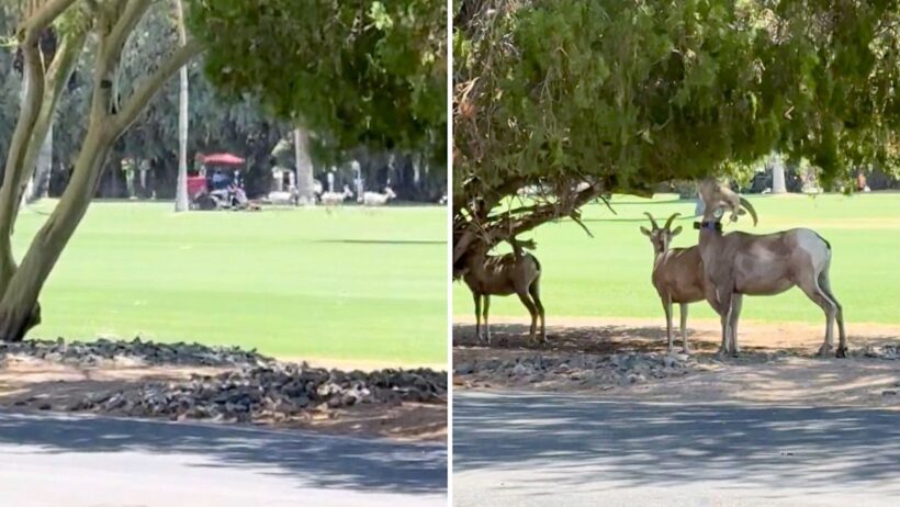 Bighorn sheep overrun a California golf course as 113-degree heat drives them downhill