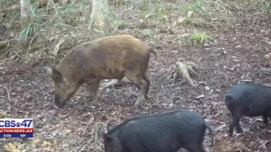 Feral hogs uproot World Golf Village neighborhood; HOA approves trappers – Action News Jax
