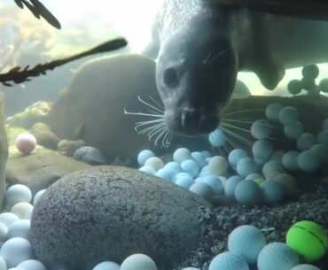 Thousands of golf balls found off California Coast