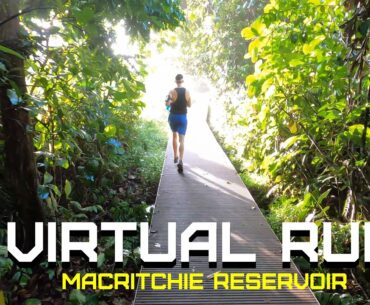 Treadmill Virtual Run [4K] - MacRitchie Reservoir Trail - Ranger station, Golf Link, Lornie Trail