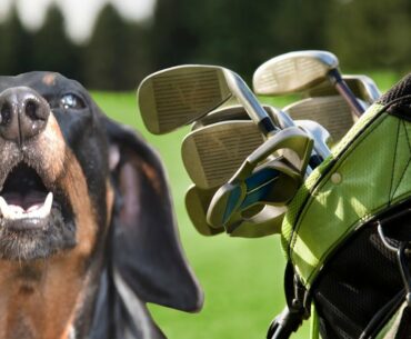 Is Dog Leather Used For Golf Gloves?