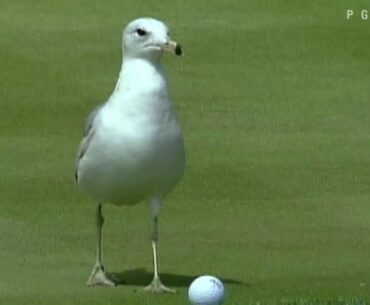 Golf Rules - Ball at rest moved by outside influence (e.g. bird)