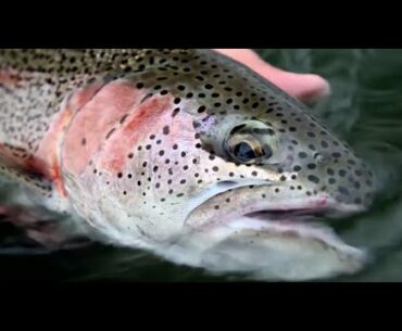 OPST Commando Heads for Alaskan Rainbows -  Olympic Peninsula Skagit Tactics