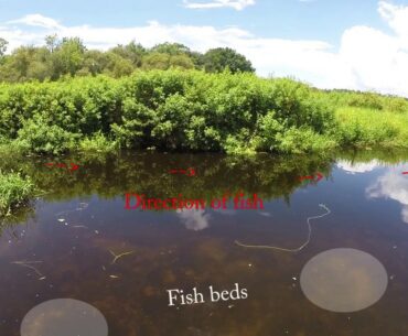 Bowfishing Tactics and Strategy