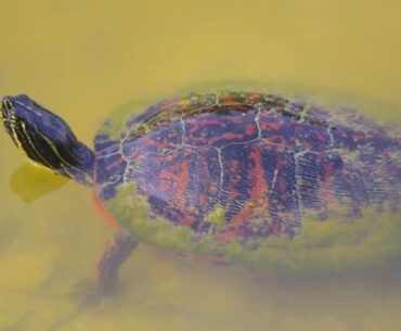 Golf Club Eagles and Pond Turtles on 4 14 20