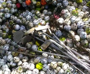 5600 Golf Balls & Ten Golf clubs From 1 Pond! Ping Answer Putter - Diving for Golf Balls