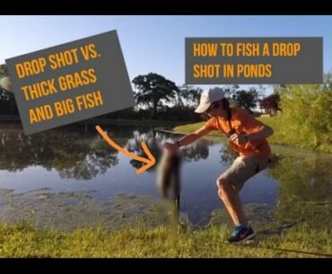 Drop shot pond fishing tactics, tips, how to