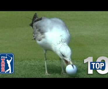 Top 10: Animal Encounters on the PGA TOUR