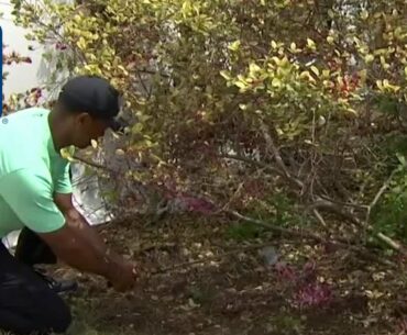 Tiger Woods’ clutch shot from the bushes at WGC-Dell Match Play 2019