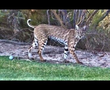 Bobcat Plays with Golf Balls on Golf Course