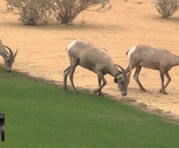 "Don't Hit the Sheep" Silverrock Golf Course Vlog, BE BETTER GOLF