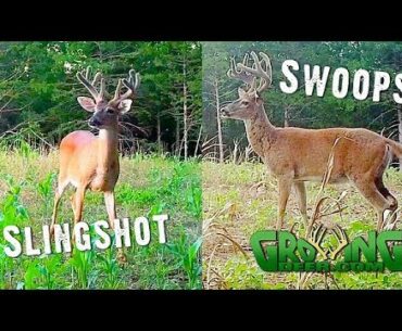 New Strategies for Hunting Old Bucks in the Early Season (#506)