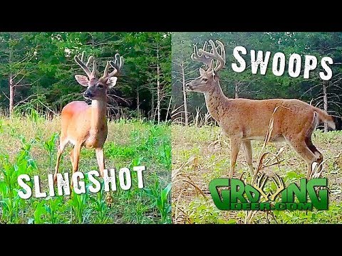 New Strategies for Hunting Old Bucks in the Early Season (#506) New Strategies for Hunting Old Bucks in the Early Season (#506)