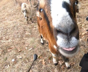 We took our Goats GOLFING!  Day 36 of Lockdown