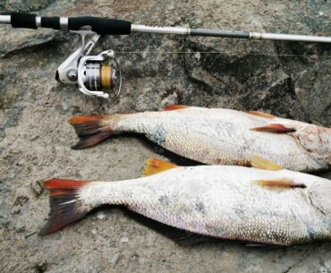 PESCA CORVINA CON SEÑUELO DE VINILO / FISHING WITH RUBBER LURE VINYL