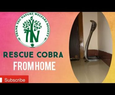 Cobra rescue