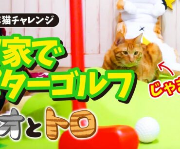 【じゃま猫チャレンジ】パターゴルフ！〜【Annoying cat Challenge】Putter golf！〜