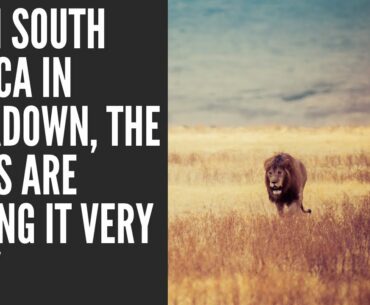 With South Africa in lockdown, the lions are taking it very easy & sleep on road | COVID-19 Lockdown
