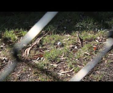 Genesis Golf Link Cup Rule of the Week: Lost Ball and Out of Bounds
