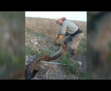 Florida hires professionals to kill pythons