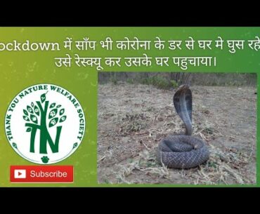 Cobra Rescue during lockdown
