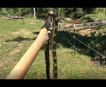 Fencing, NEW ANIMALS, Creek Fun and SNAKE! - The Mac's
