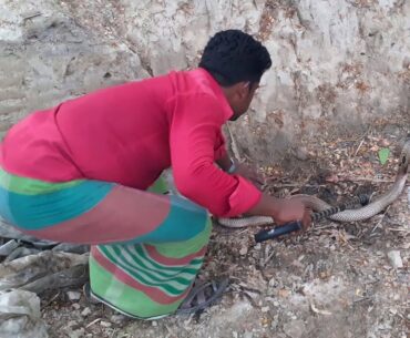 Big Monocled Cobra Rescue From Miakundu, Bangladesh