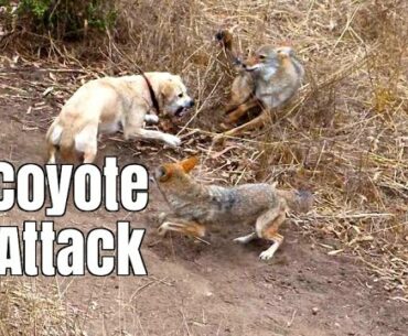 Coyote Attacks Cat -  Dog Saves Cat
