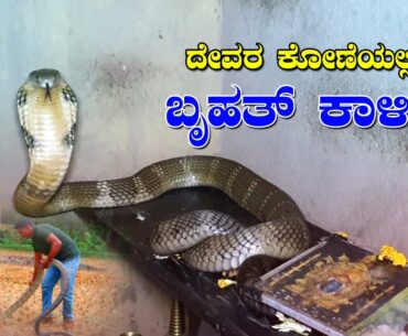 ದೇವರ ಕೋಣೆಯಲ್ಲಿತ್ತು ಬೃಹತ್ ಕಾಳಿಂಗ  | King Cobra | Cobra Rescue Operation