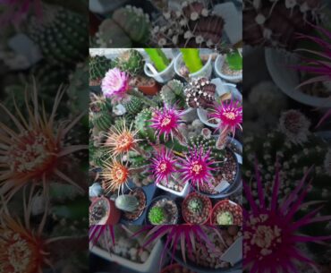 Lobivia & Echinopsis hybrid angle