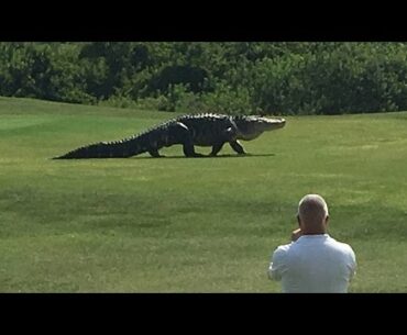Giant Gator Walks Across Florida Golf Course | GOLF.com