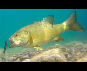 Underwater Sight Fishing - How To Catch More Fish!
