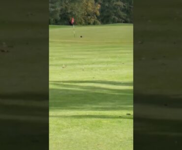 Bird pecks at golf ball on the green and puts in the hole