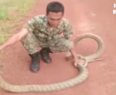 How to Case King Cobra | #InnoVationMultiMedia  King Cobra Rescue