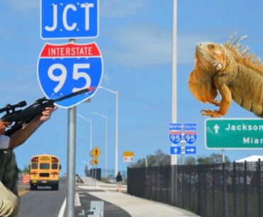 Iguana Removal Job!! Eradicating Iguanas off Florida’s Highway I95!!