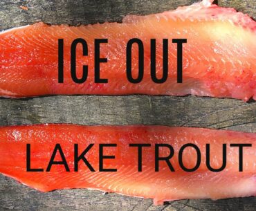 Ice Out Lake Trout