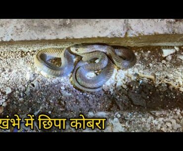 Dangerous Cobra Rescue Operation | खंभे में छिपा कोबरा साँप,डर गये लोग