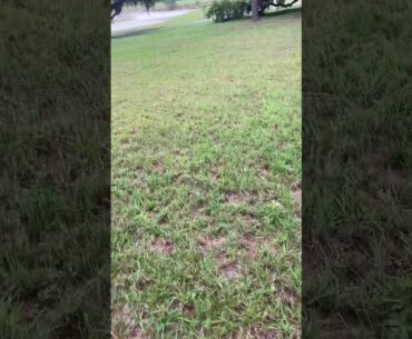 Titleist Pro V1 and Maxfli golf balls  really do go farther