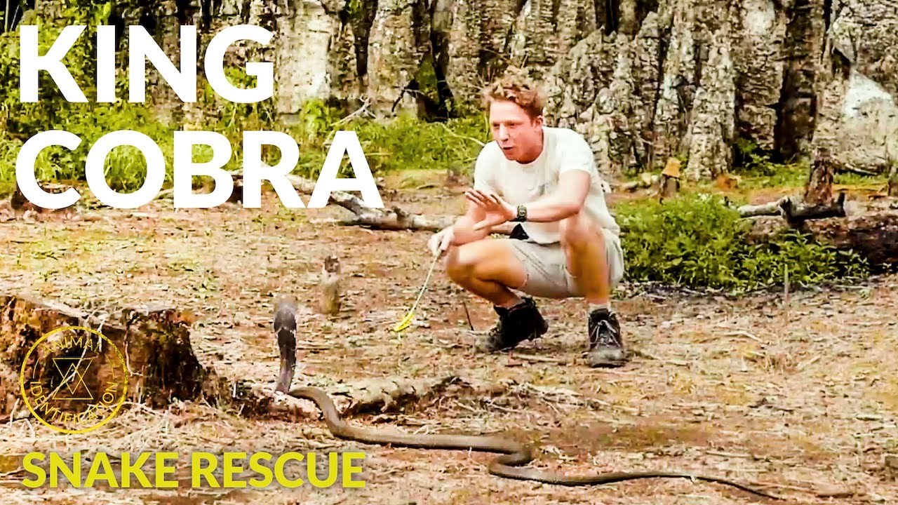 KING COBRA RESCUE & OTHER SNAKES ft. Sumatra Ecoproject KING COBRA RESCUE & OTHER SNAKES ft. Sumatra Ecoproject