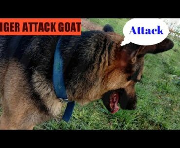 Tiger Attack goat !! Look at the aggression