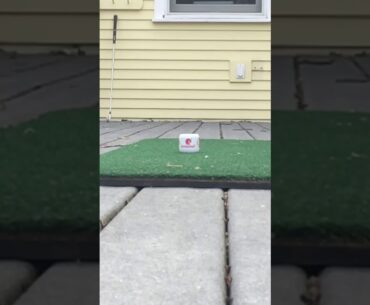 Slo Mo BirdieBall iron