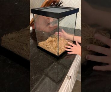 Starting an animal rescue club