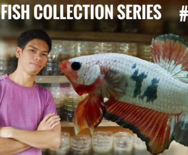 Betta fish Collection Series #001 ( FCCP Orange Base)