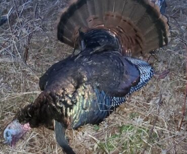 Wisconsin Public Land Turkey Hunt 2020 (Spot and Stalk!)