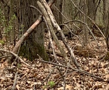 Changes in the woods / sorry the focus had issues /check out my Facebook group for live videos