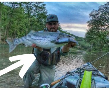 Kayak Bass Fishing - Trophy HUNTING with 10'' Swimbait on RIVER(pt 3)