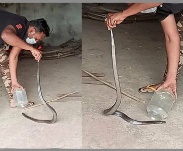 🔷 Cobra Rescue 🔷 Mota kalavad Ta.Bhanvad