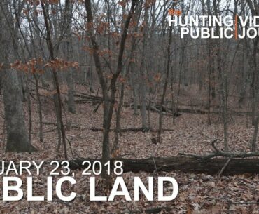Scouting the Timber, Cruising Buck Strategies | The Hunting Public