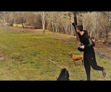 Disc Golf 10 Foot Challenge AND What Did Max Do?!