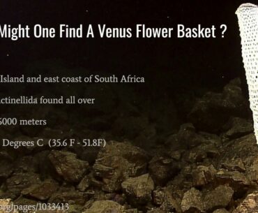 Venus Flower Basket: Strategies in Biomimicry